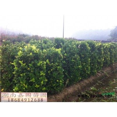 湖南金森女貞高30cm信息