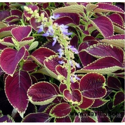 金森女貞，綠化金森女貞，金森女貞苗，金森女貞批發(fā)