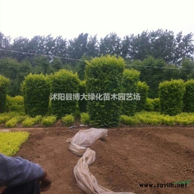 供應(yīng)40公分高大葉黃楊小毛球價(jià)格優(yōu)惠