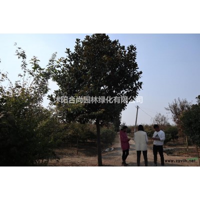 沭陽大葉黃楊球基地 冬青球 冬青小苗多少錢一株價(jià)格表圖片