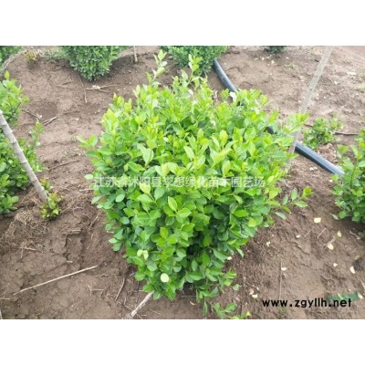 供應大葉黃楊工程苗30-8公分高綠籬苗 大葉黃楊球基地