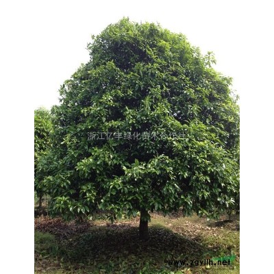 小葉女貞球，大葉黃楊球，紅葉石楠球，紅花繼木球，海桐球