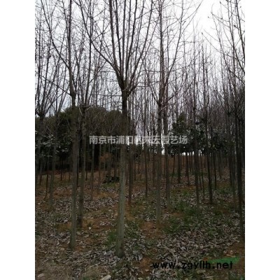 大葉黃楊球直銷，大葉黃楊球價格