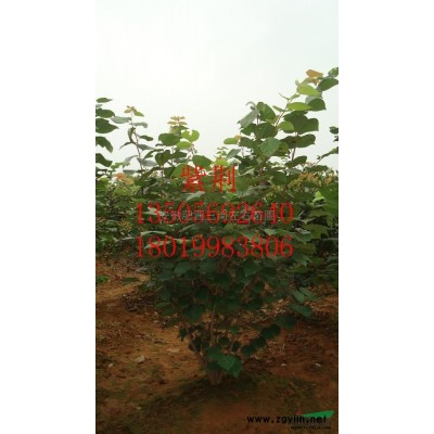 大葉黃楊球圖片\大葉黃楊球報價