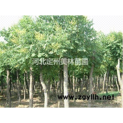 定州市明遠(yuǎn)苗圃場大葉黃楊球高度1.5米 冠幅1.5米批發(fā)價格