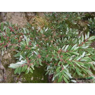 供應熱賣喬木產(chǎn)品火棘-火棘球-湖南火棘