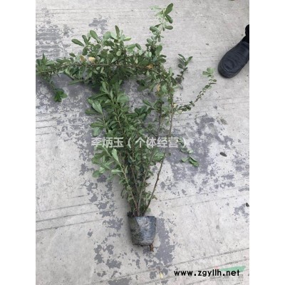 四川火棘種植基地..哪里有火棘球出售.高度40公分的火棘苗價(jià)