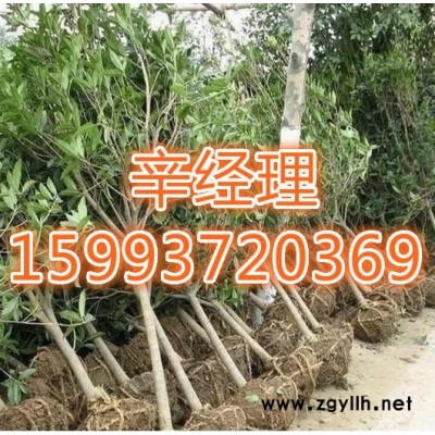 洛陽出售白皮松/批發價159-9372-0369【藝林苗木銷售】