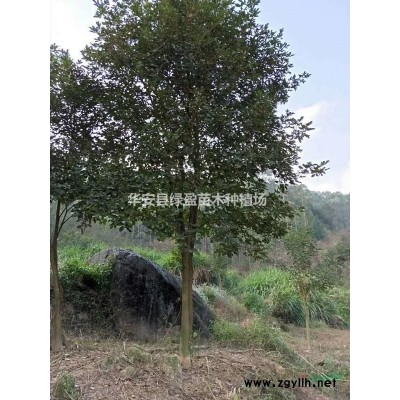 優質特價茶花  規格2米冠1.2米價格220元  產地直銷