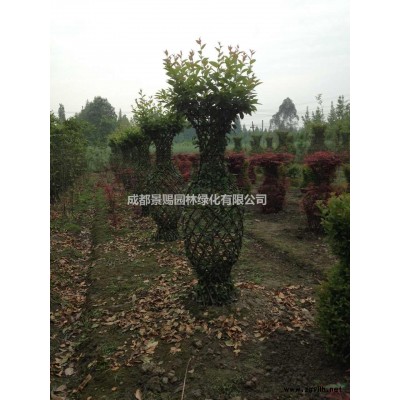 茶花苗，茶花工程苗，茶花小苗出售，茶花苗哪里有