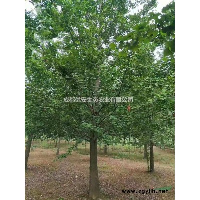 成都那里茶花樹茶花球價格低便宜1米3米