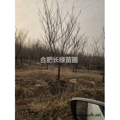 安徽肥西出售高桿茶花，叢生臘梅，紅梅，映山紅價格圖片