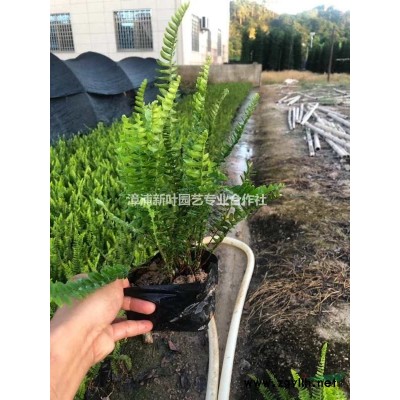 高20-100公分勒杜鵑 0.7-110元 福建三角梅價格 圖片/高20-100公分勒杜鵑 0.7-110元 福建三角梅價格 報價