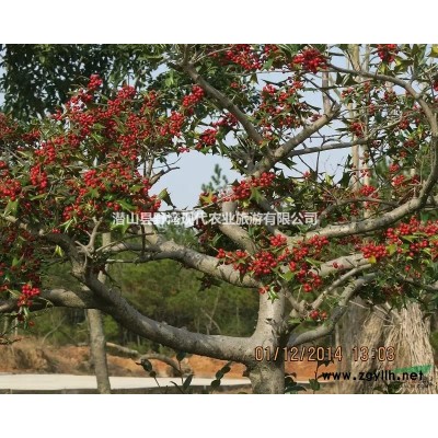 供應映山紅又稱錦繡杜鵑，有需要聯系