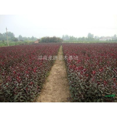 湖南金邊黃楊、60-80-100-120公分金邊黃楊工程苗