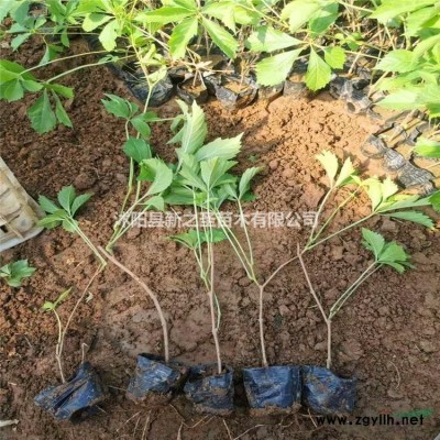 批發金邊黃楊--金邊黃楊產地貨源