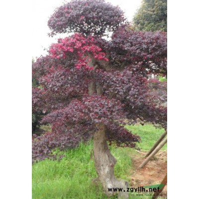 金邊黃楊球行情報(bào)價(jià)\金邊黃楊球圖片展示