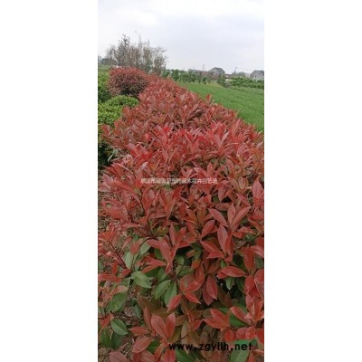 浙江慈溪金邊黃楊球