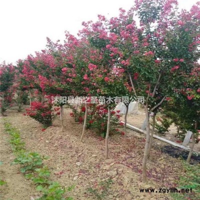 基地出售精品瓜子黃楊--瓜子黃楊球