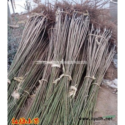 供應毛杜鵑工程苗 杜鵑花 綠籬常綠灌木