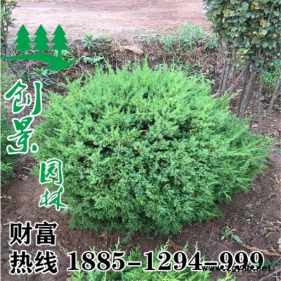 金邊黃楊扦插時(shí)間和方法