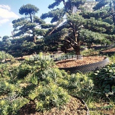 湖南金邊黃楊小苗，金邊黃楊報價，金邊黃楊圖片