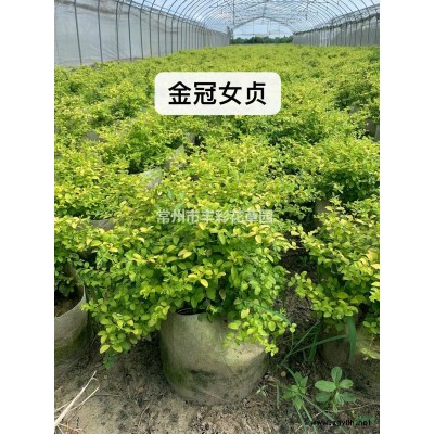 金邊黃楊柱高度1.5米500棵價(jià)格450元  2米柱300棵價(jià)格650元