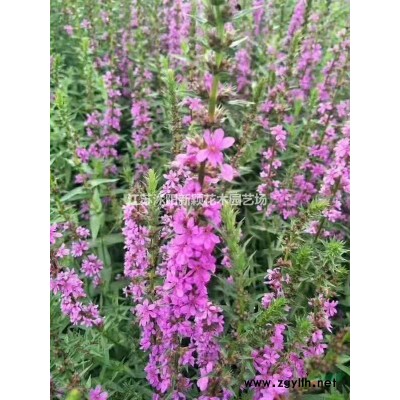 大小規(guī)格瓜子黃楊 江蘇瓜子黃楊基地