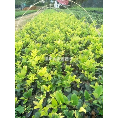 福建漳州金邊黃楊小苗哪里好/哪家便宜