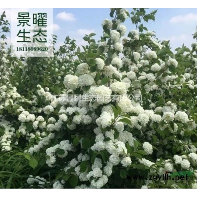 江蘇景曜生態基地供應瓜子黃楊/小葉黃楊/豆瓣黃楊圖片產地直銷