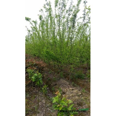 海桐杯苗，2020年海桐杯苗，蕭山苗木，海桐大杯