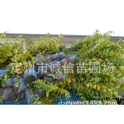 大量白皮松銷售中,河北保定花灌木價(jià)格 定州誠(chéng)信苗圃場(chǎng)