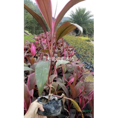 勒杜鵑批發 三角梅價格 上海三角梅 規格* 園林綠化