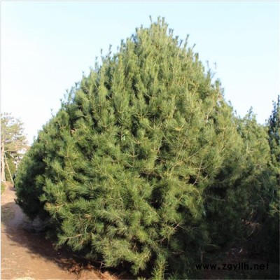 年輪  基地出售各種規格白皮松