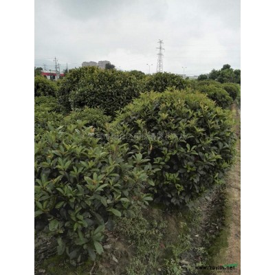 寧波地區(qū)常年供應(yīng)毛娟，杜鵑，春娟，夏娟，白色杜鵑