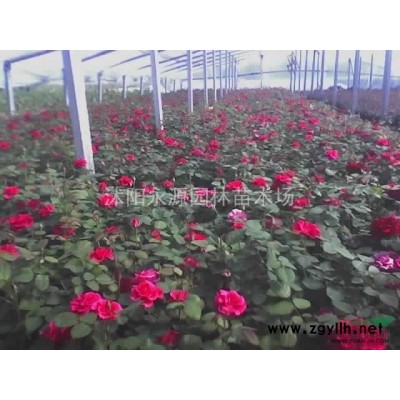 大批量供應(yīng)春鵑，夏鵑，紫鵑，毛鵑， 杜鵑