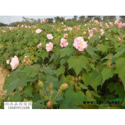 湖南夏杜鵑報(bào)價(jià)