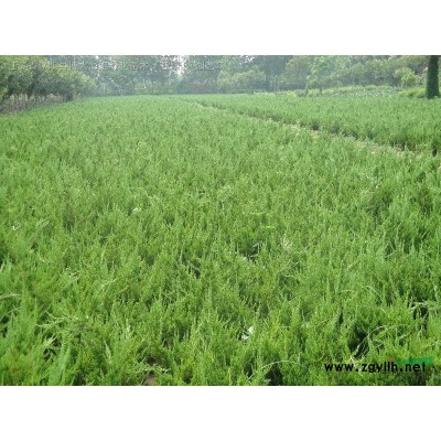 金邊黃楊，45公分金邊黃楊苗價(jià)格，規(guī)格*，綠化小苗基地直銷(xiāo)