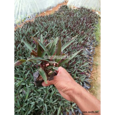 西洋杜鵑圖片/西洋杜鵑報價