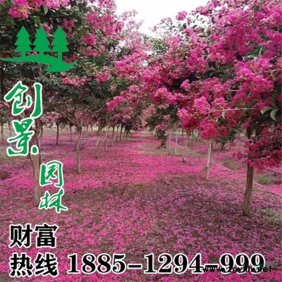 常年供應(yīng)優(yōu)質(zhì)瓜子黃楊 苗圃自產(chǎn)自銷 量大優(yōu)惠