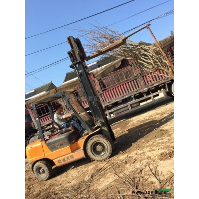 蕭山小苗/小苗基地/金邊黃楊價格低