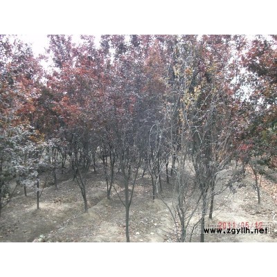 棕櫚、紅花繼木、紅葉小檗、喜樹、國槐、小葉女貞球、瓜子黃楊球