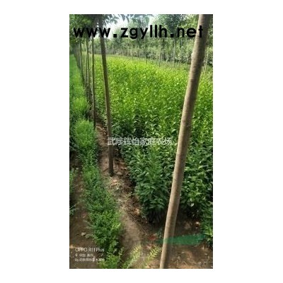 河南地區直供瓜子黃楊苗