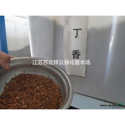 海桐球批發，海桐球直銷