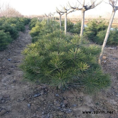 長期種植出售白皮松品種純易成活多年種植經(jīng)驗(yàn) 枝繁葉茂白皮松