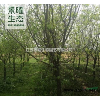 金邊黃楊球產地在哪里/哪里便宜/江蘇景曜生態基地直銷價格圖片