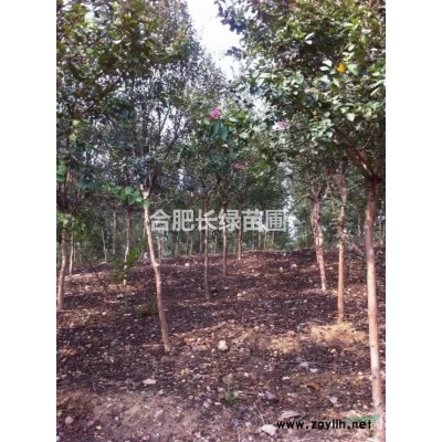 安徽肥西出售大葉黃楊小苗，法青，夾竹桃，毛杜鵑，瓜子黃楊小苗