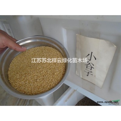 江蘇小葉黃楊直銷，瓜子黃楊直銷