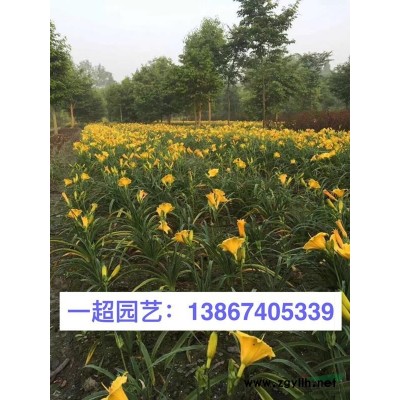 海桐 海桐小苗 海桐小杯苗 海桐球 精品海桐批發