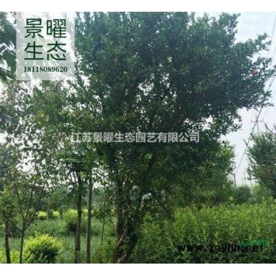 杜鵑的產地在哪里/哪里便宜/江蘇景曜生態基地直銷批發價格圖片